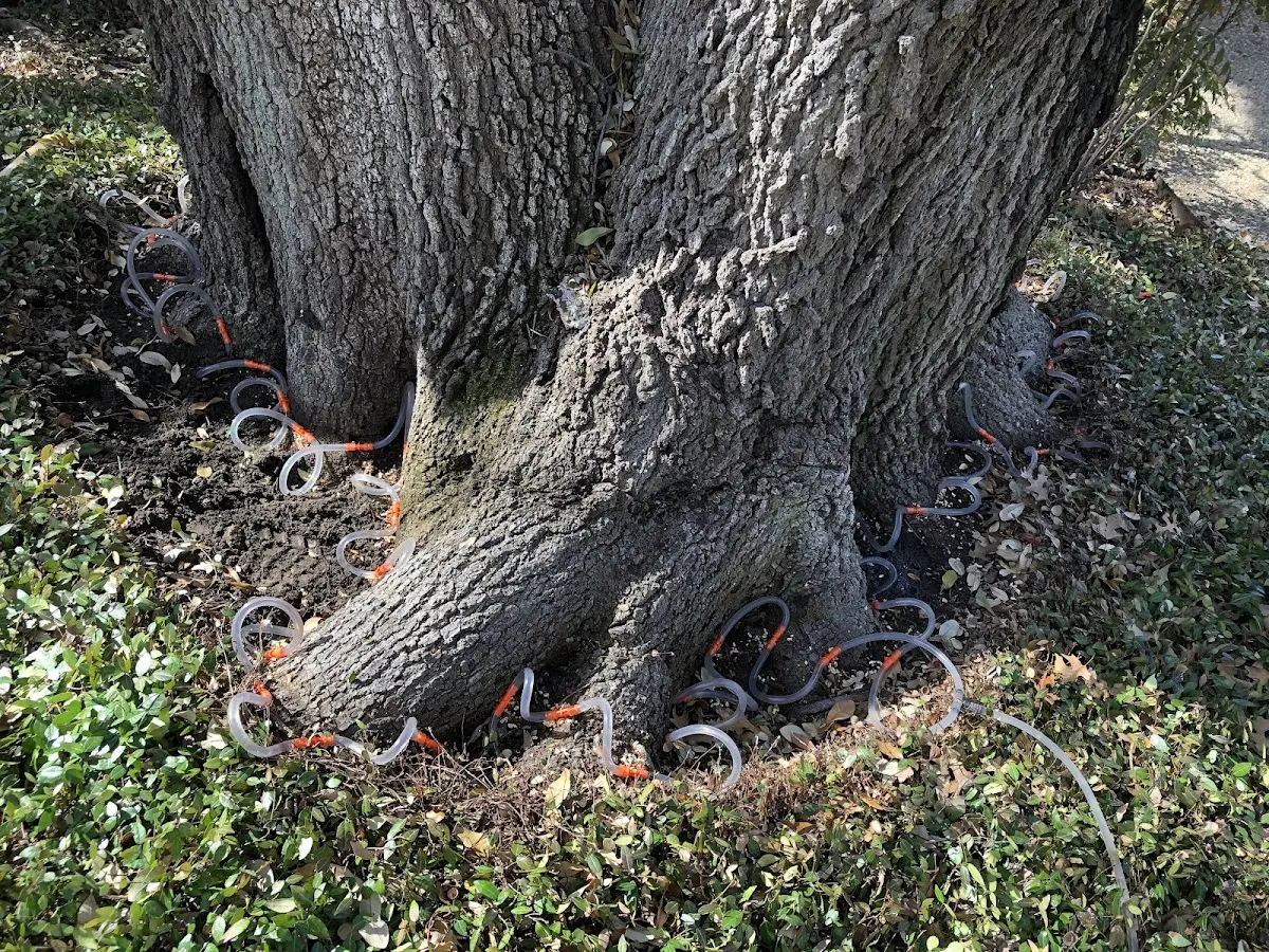 Detailed Tree Cabling and Bracing job site in Lakeview