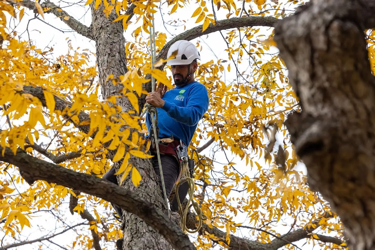 Skilled Tree Transplanting crew working in Lakeview