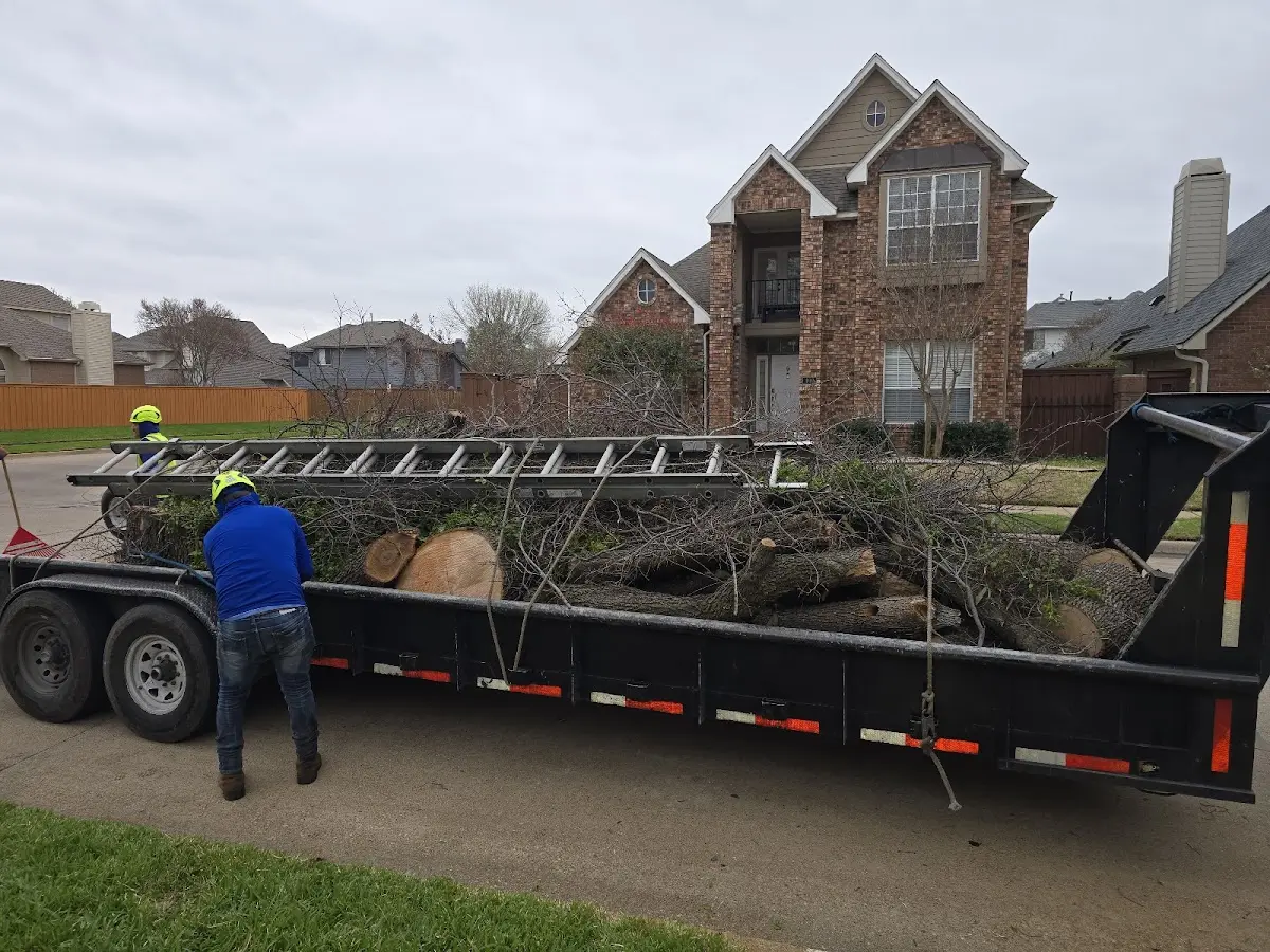 Expert Deadwooding with proper safety equipment in Lakeview